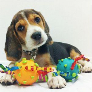 Brinquedos e acessórios