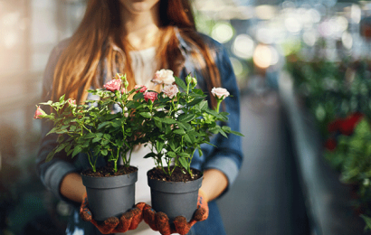 Floricultura - curiosidades e como empreender neste segmento