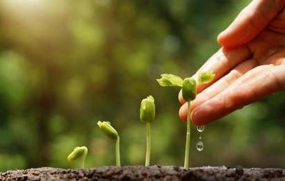 6 tipos de adubos orgânicos para seu jardim ou horta ganhar mais vida