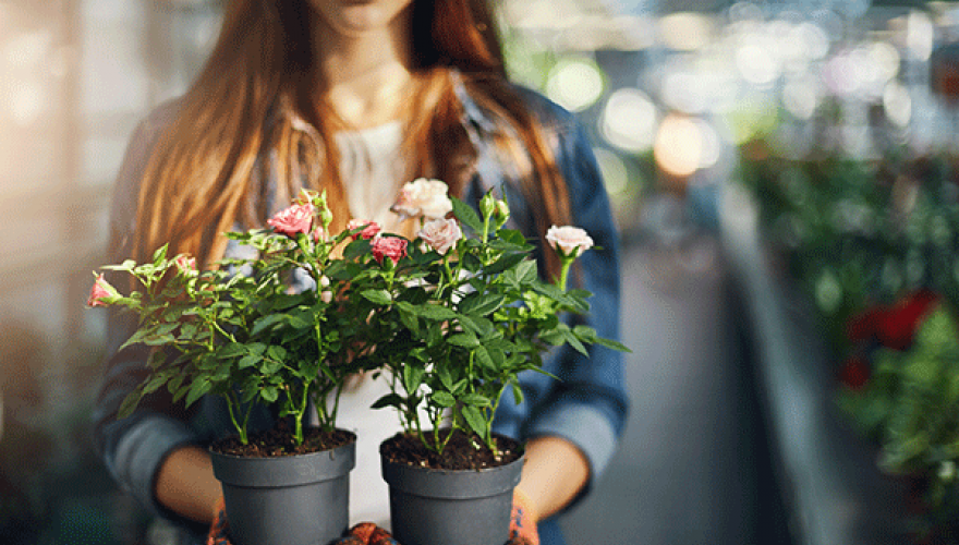 Floricultura - curiosidades e como empreender neste segmento