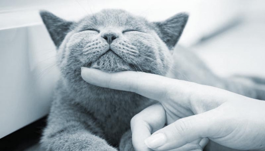 Saúde felina: quais são as vacinas para gatos mais importantes